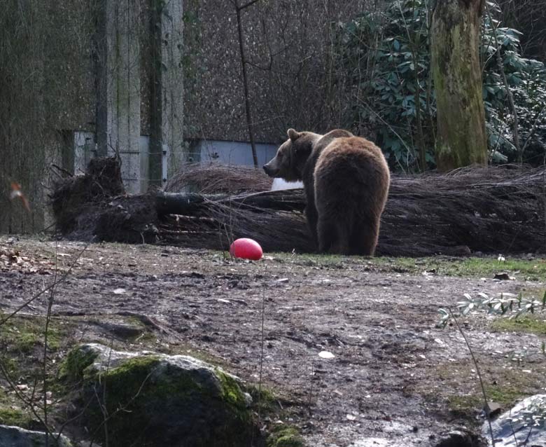 Braunbärin SIDDY am 2. Februar 2017 auf der Braunbärenanlage im Grünen Zoo Wuppertal