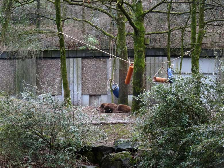 Braunbärin SIDDY am 2. Februar 2017 auf der Braunbärenanlage im Zoologischen Garten Wuppertal
