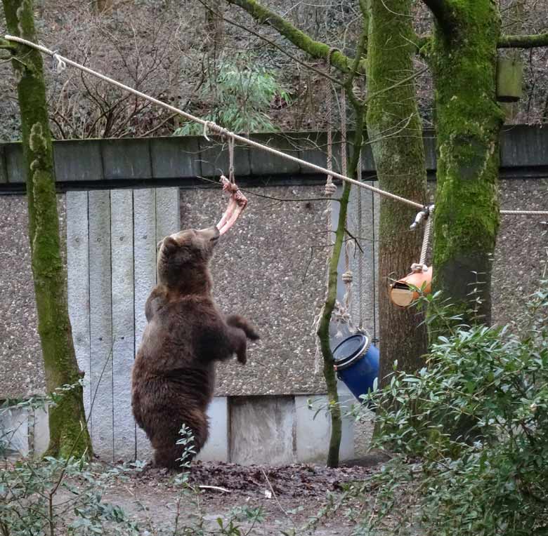 Braunbärin SIDDY am 4. Februar 2017 auf der Braunbärenanlage im Zoologischen Garten der Stadt Wuppertal