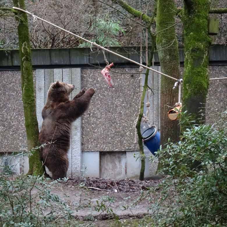 Braunbärin SIDDY am 4. Februar 2017 auf der Braunbärenanlage im Zoo Wuppertal