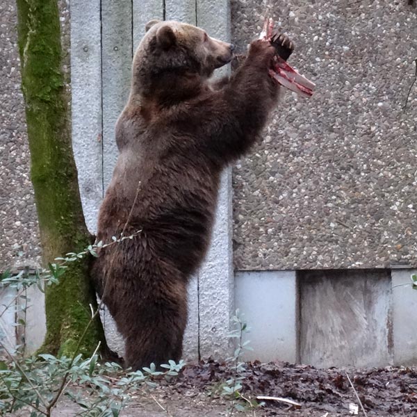 Braunbärin SIDDY am 4. Februar 2017 im Wuppertaler Zoo