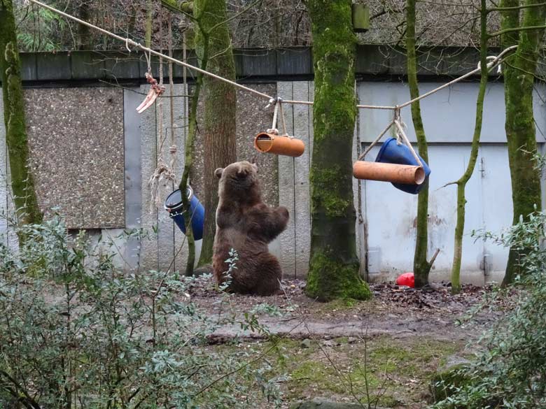 Braunbärin SIDDY am 4. Februar 2017 auf der Braunbärenanlage im Grünen Zoo Wuppertal