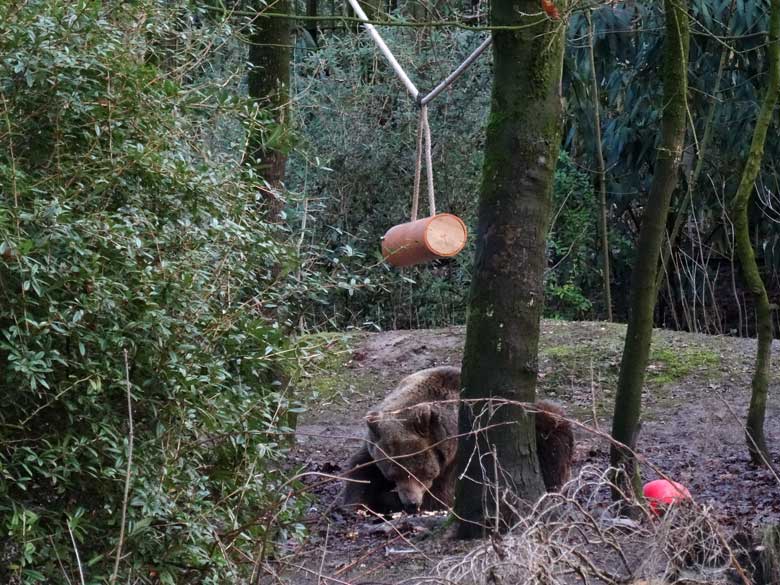 Braunbärin SIDDY am 5. Februar 2017 auf der Braunbärenanlage im Zoologischen Garten Wuppertal