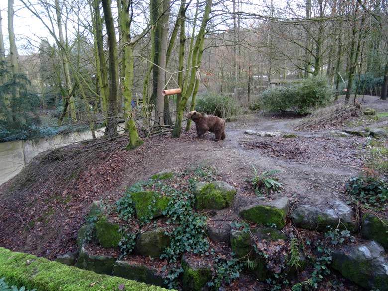 Braunbärin SIDDY am 5. Februar 2017 auf der Braunbärenanlage im Zoologischen Garten der Stadt Wuppertal