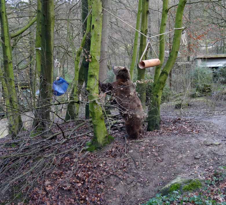 Braunbärin SIDDY am 5. Februar 2017 auf der Braunbärenanlage im Wuppertaler Zoo