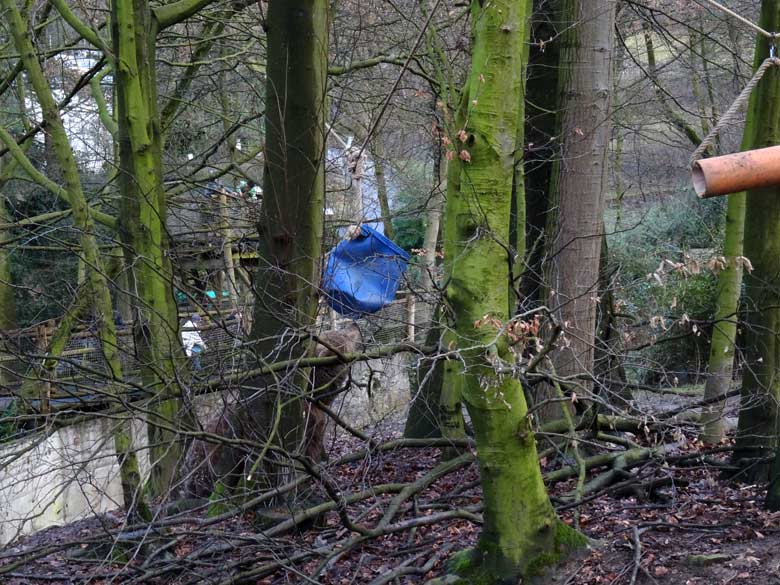 Braunbärin SIDDY am 5. Februar 2017 auf der Braunbärenanlage im Zoo Wuppertal