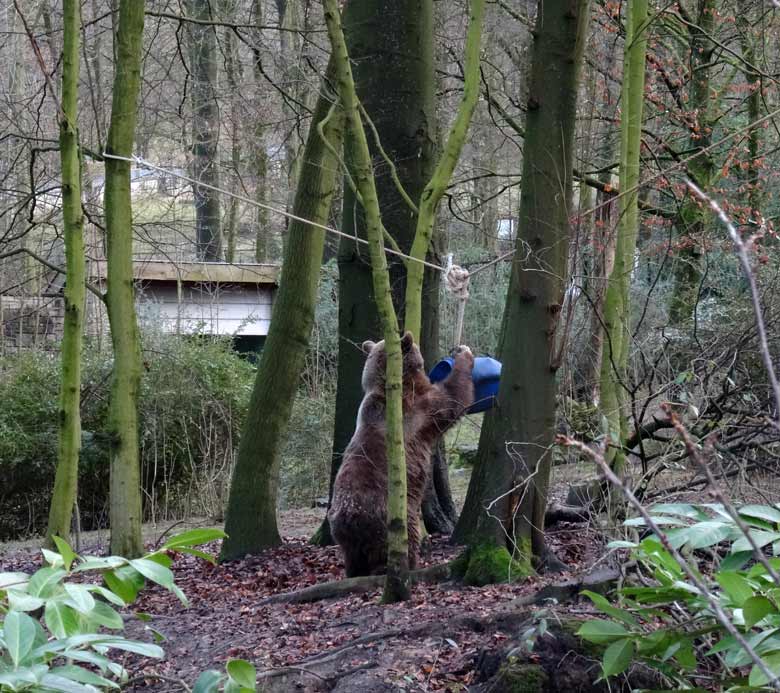 Braunbärin SIDDY am 5. Februar 2017 auf der Braunbärenanlage im Wuppertaler Zoo