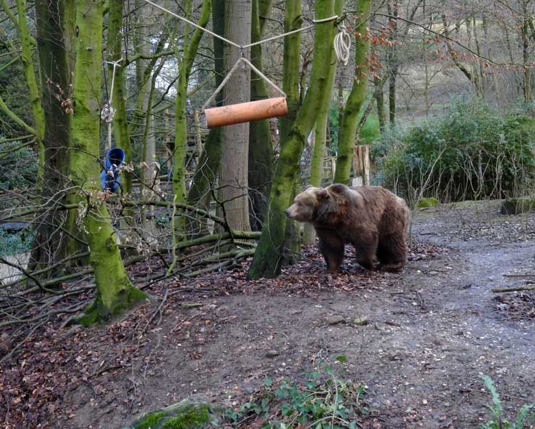 Braunbärin SIDDY am 5. Februar 2017 auf der Braunbärenanlage im Zoologischen Garten der Stadt Wuppertal