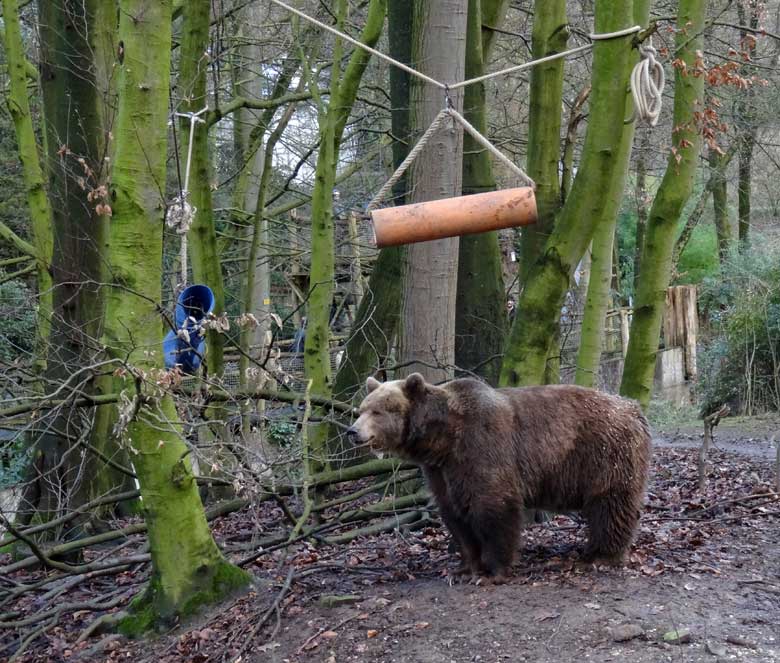 Braunbärin SIDDY am 5. Februar 2017 auf der Braunbärenanlage im Zoo Wuppertal