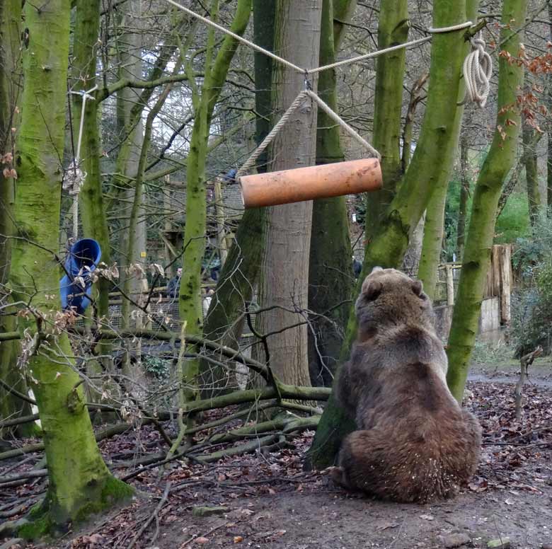 Braunbärin SIDDY am 5. Februar 2017 auf der Braunbärenanlage im Wuppertaler Zoo