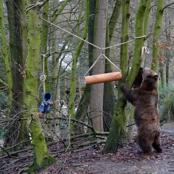 Braunbärin SIDDY am 5. Februar 2017 im Wuppertaler Zoo