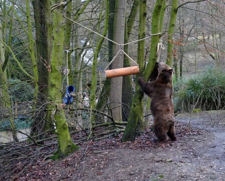 Braunbärin SIDDY am 5. Februar 2017 auf der Braunbärenanlage im Grünen Zoo Wuppertal