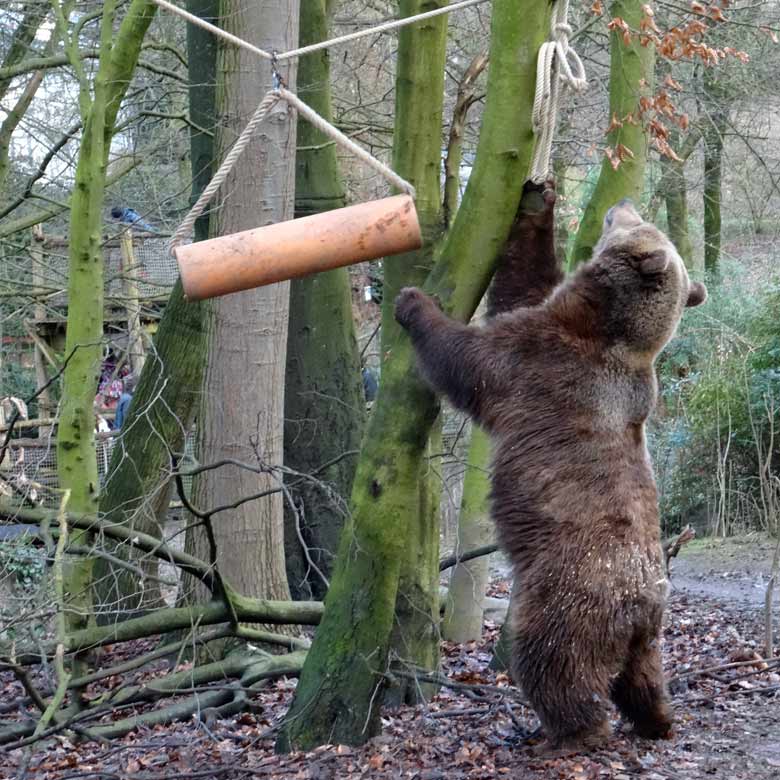 Braunbärin SIDDY am 5. Februar 2017 auf der Braunbärenanlage im Zoologischen Garten der Stadt Wuppertal