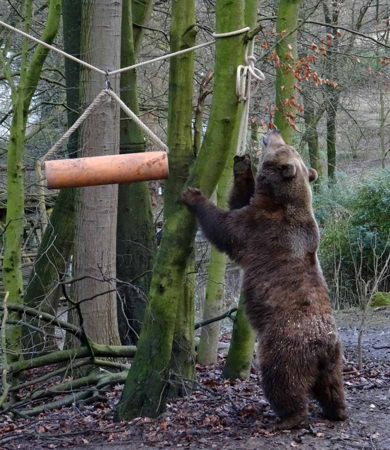 Braunbärin SIDDY am 5. Februar 2017 auf der Braunbärenanlage im Zoo Wuppertal