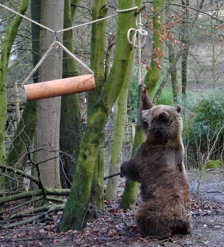 Braunbärin SIDDY am 5. Februar 2017 auf der Braunbärenanlage im Wuppertaler Zoo