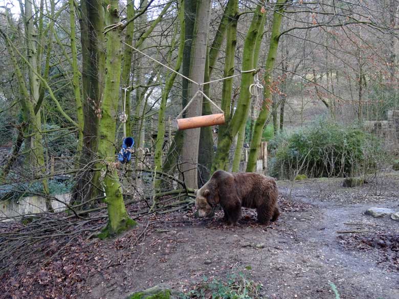 Braunbärin SIDDY am 5. Februar 2017 auf der Braunbärenanlage im Grünen Zoo Wuppertal