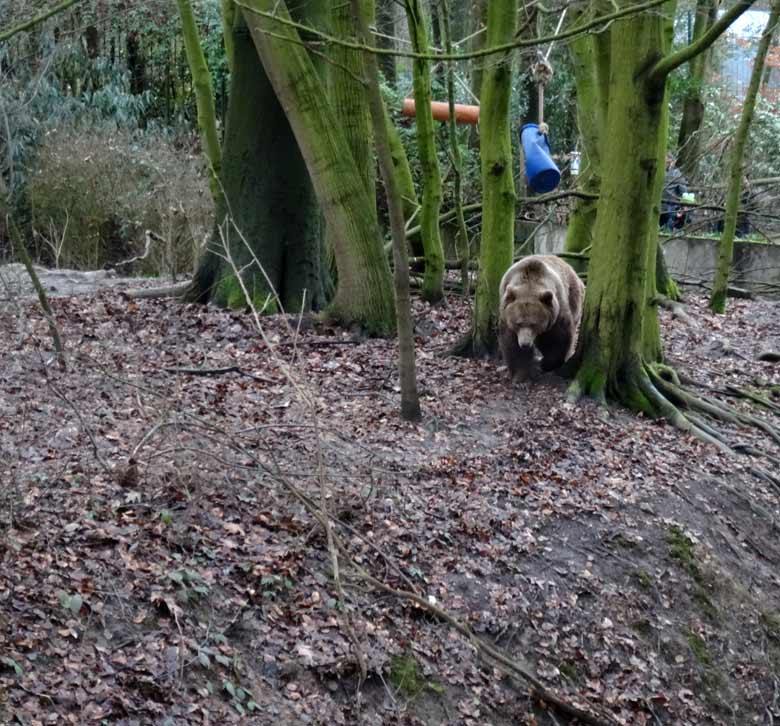 Braunbärin SIDDY am 5. Februar 2017 auf der Braunbärenanlage im Grünen Zoo Wuppertal