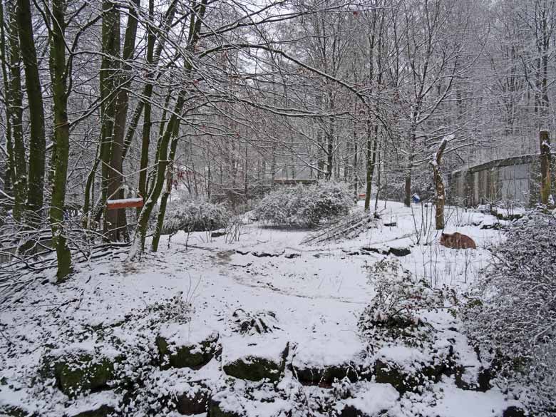 Braunbärin SIDDY im Schnee am 11. Februar 2017 auf der Braunbärenanlage im Zoologischen Garten der Stadt Wuppertal