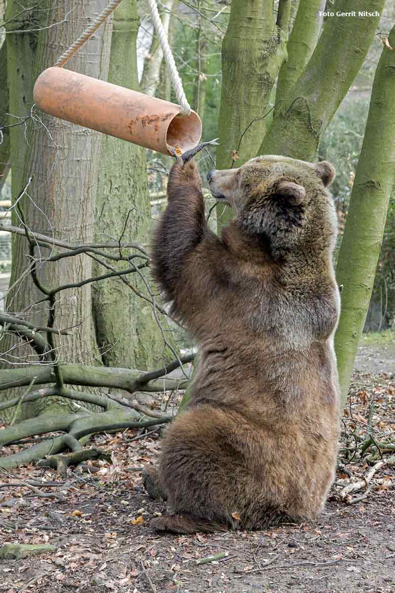 Braunbärin Siddy am 25. Februar 2017 auf der Braunbärenanlage im Zoologischen Garten der Stadt Wuppertal (Foto Gerrit Nitsch)