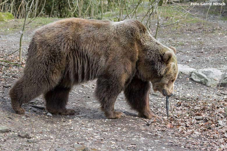 Braunbärin Siddy am 25. Februar 2017 auf der Braunbärenanlage im Grünen Zoo Wuppertal (Foto Gerrit Nitsch)