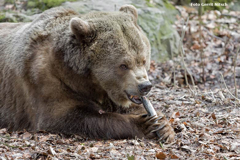 Braunbärin Siddy am 25. Februar 2017 auf der Braunbärenanlage im Wuppertaler Zoo (Foto Gerrit Nitsch)