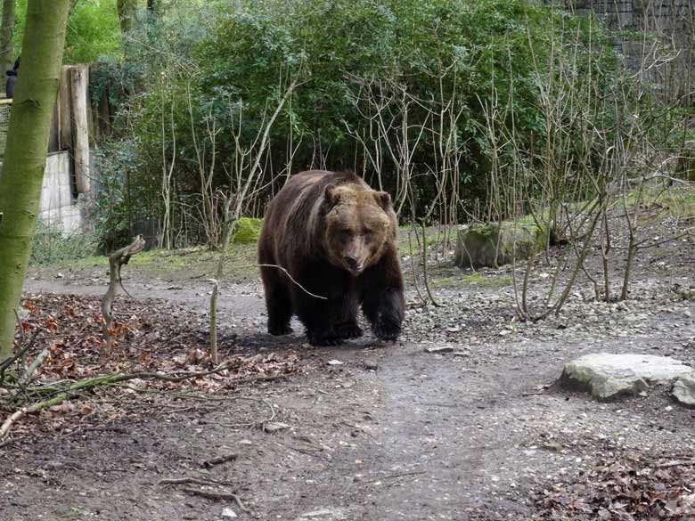 Braunbärin mit Knick-Öhrchen am 5. März 2017 auf der Außenanlage für Braunbären im Grünen Zoo Wuppertal