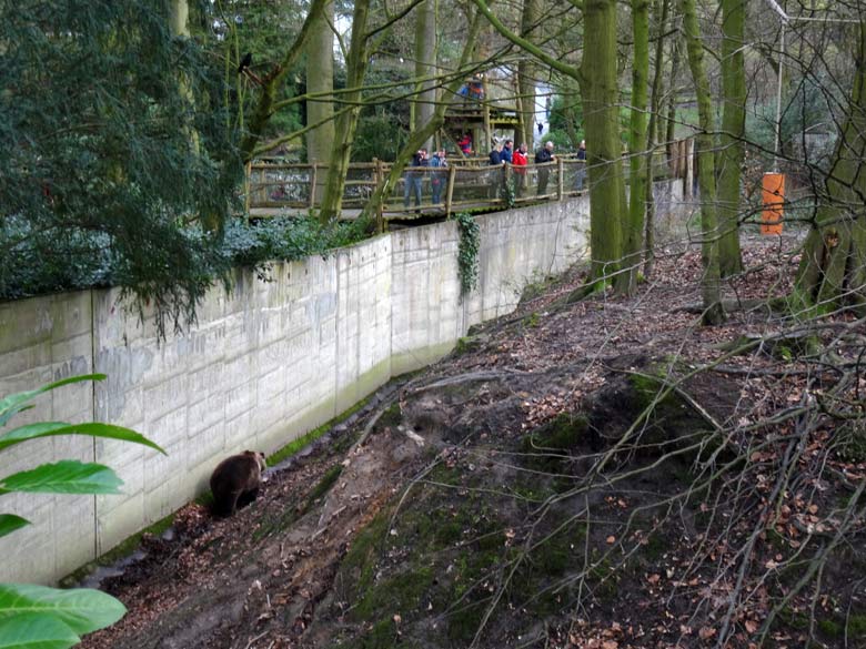 Braunbärin mit Knick-Öhrchen am 5. März 2017 auf der Außenanlage für Braunbären im Wuppertaler Zoo