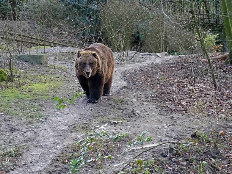 Braunbärin mit Knick-Öhrchen am 10. März 2017 auf der Außenanlage für Braunbären im Grünen Zoo Wuppertal