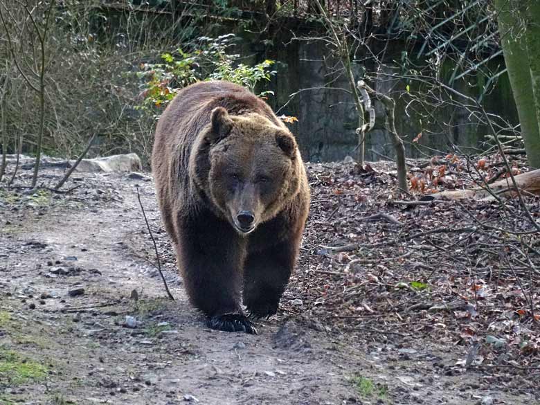 Braunbärin mit Knick-Öhrchen am 10. März 2017 auf der Außenanlage für Braunbären im Wuppertaler Zoo