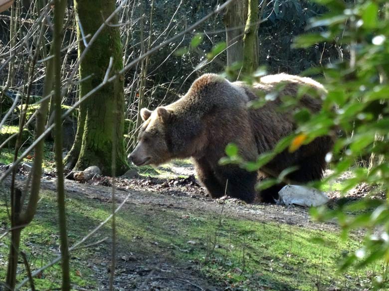 Braunbärin SIDDY am 10. März 2017 auf der Außenanlage für Braunbären im Grünen Zoo Wuppertal