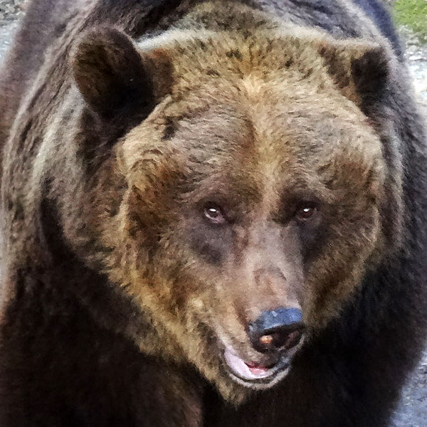 Braunbärin BRENDA am 12. März 2017 im Wuppertaler Zoo