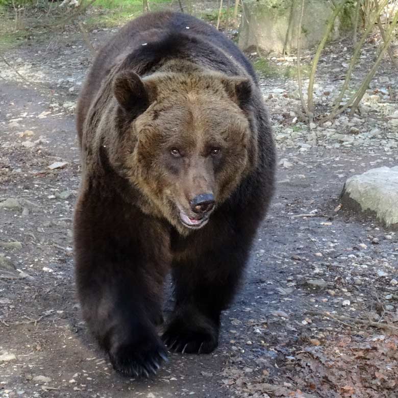 Braunbärin BRENDA am 12. März 2017 auf den "erweiterten Innenstallungen" im Grünen Zoo Wuppertal