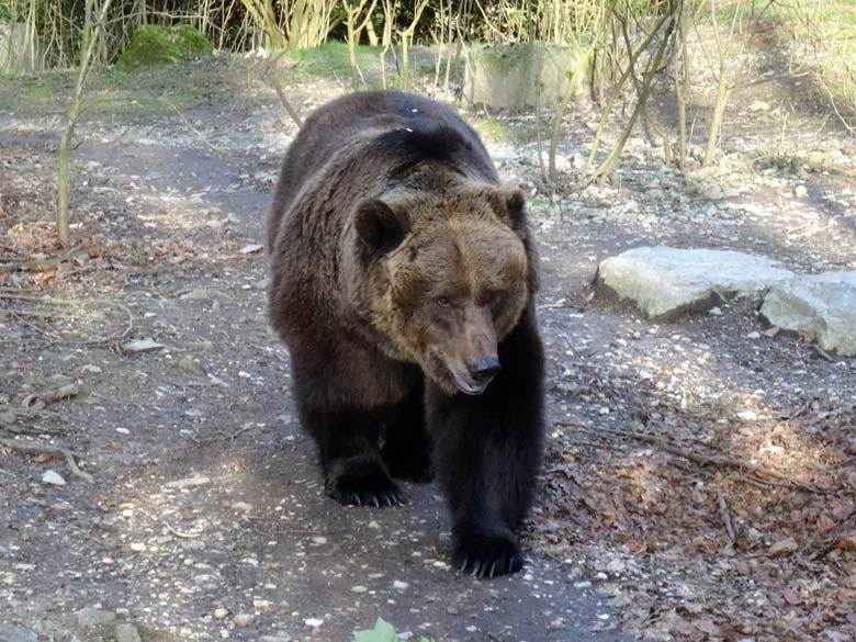 Braunbärin BRENDA am 12. März 2017 auf den "erweiterten Innenstallungen" im Wuppertaler Zoo