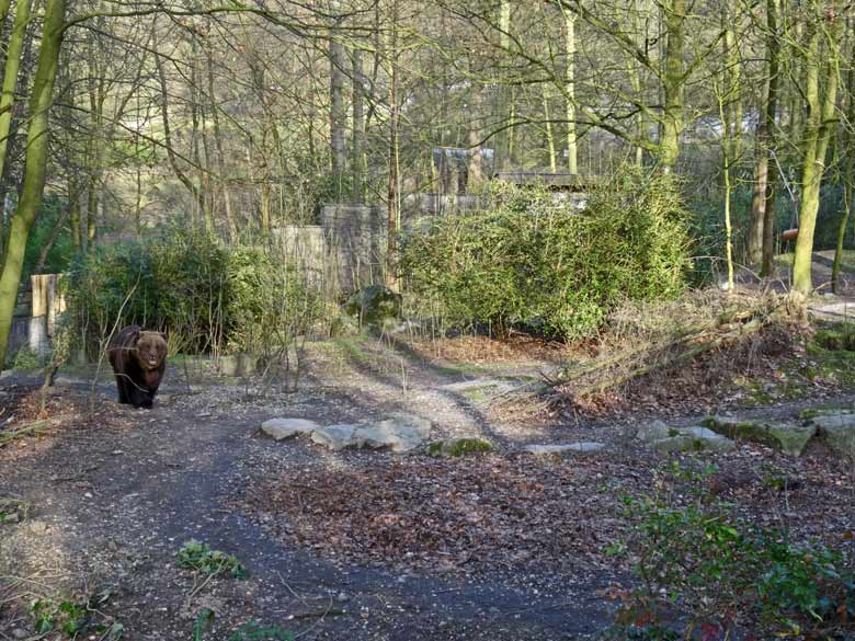 Braunbärin BRENDA am 12. März 2017 auf den "erweiterten Innenstallungen" im Zoologischen Garten Wuppertal