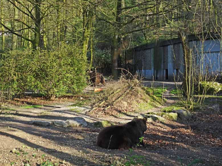 Braunbärin Brenda (vorn) und Braunbärin Siddy (hinten) am 25. März 2017 gemeinsam auf der Außenanlage im Zoologischen Garten der Stadt Wuppertal