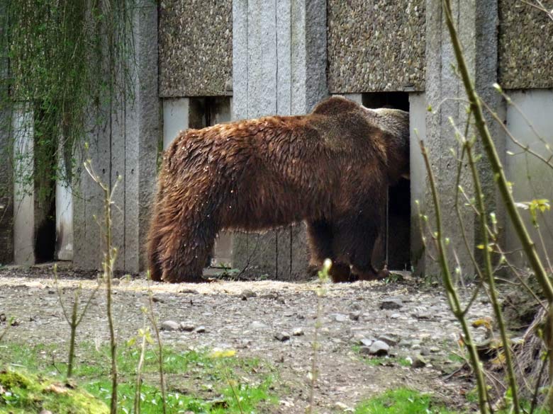 Braunbärin SIDDY am 1. April 2017 auf der Außenanlage für Braunbären im Zoo Wuppertal