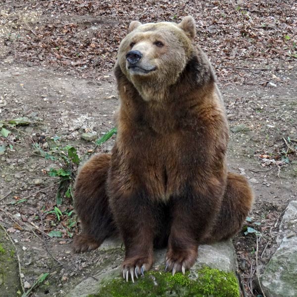 Braunbärin SIDDY am 1. April 2017 im Wuppertaler Zoo