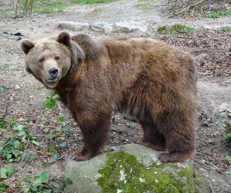 Braunbärin SIDDY am 1. April 2017 auf der Außenanlage für Braunbären im Zoologischen Garten Wuppertal