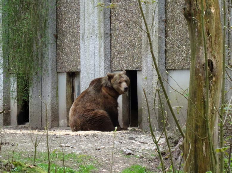 Braunbärin SIDDY am 1. April 2017 auf der Außenanlage für Braunbären im Grünen Zoo Wuppertal