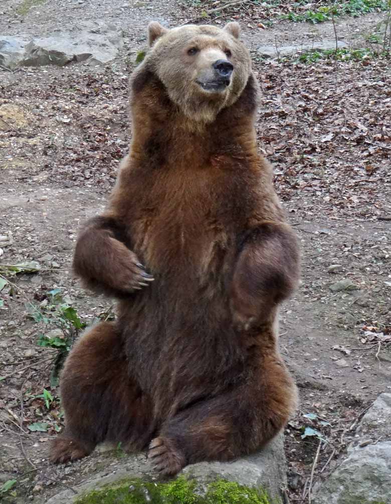 Braunbärin SIDDY am 1. April 2017 auf der Außenanlage für Braunbären im Zoologischen Garten der Stadt Wuppertal