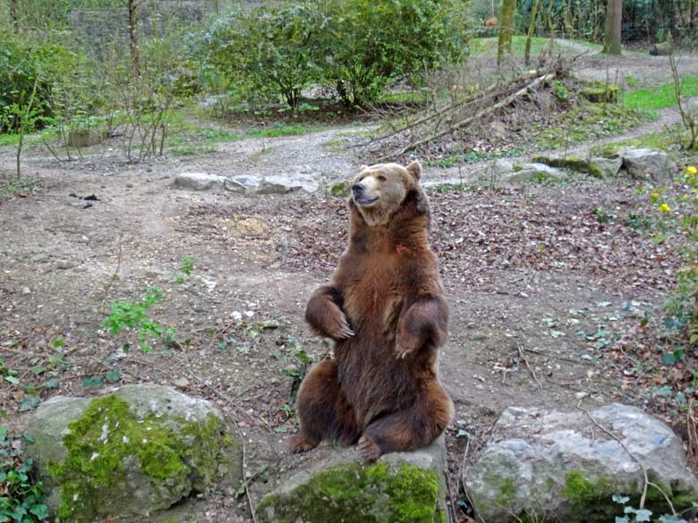 Braunbärin SIDDY am 1. April 2017 auf der Außenanlage für Braunbären im Zoo Wuppertal