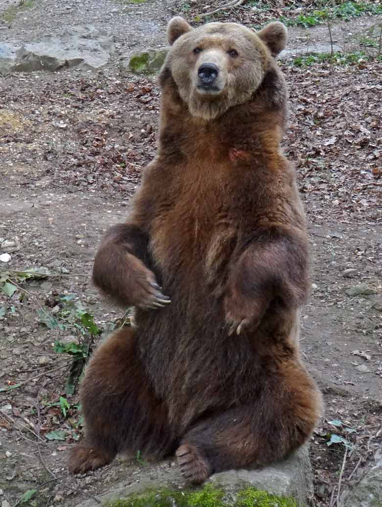 Braunbärin SIDDY am 1. April 2017 auf der Außenanlage für Braunbären im Wuppertaler Zoo