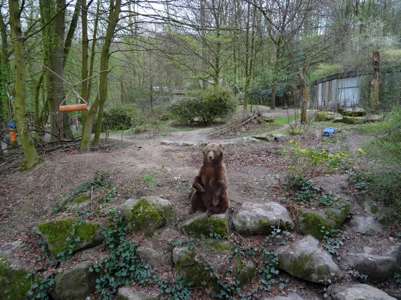 Braunbärin SIDDY am 1. April 2017 auf der Außenanlage für Braunbären im Grünen Zoo Wuppertal