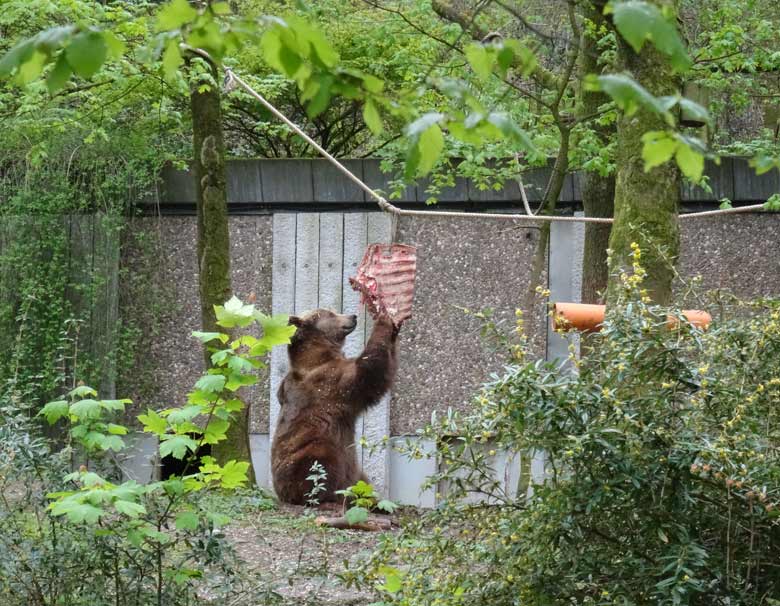 Braunbärin SIDDY mit Fleisch am 23. April 2017 auf der Außenanlage im Grünen Zoo Wuppertal