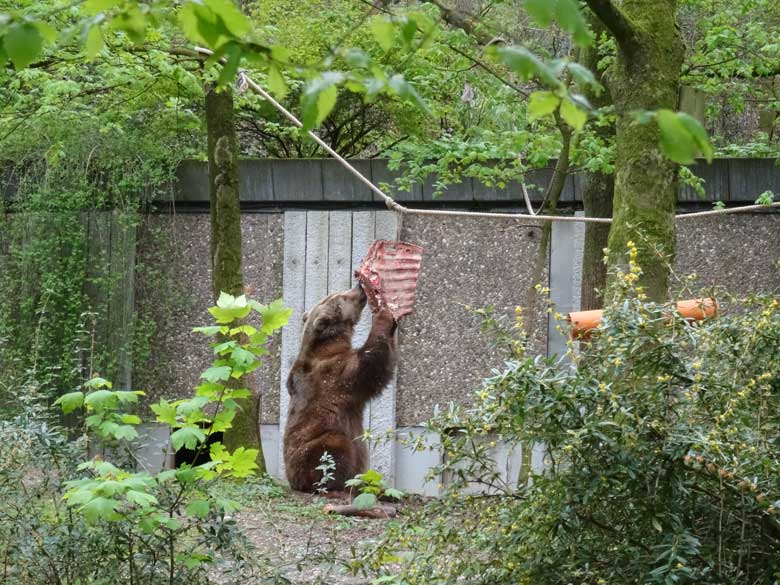 Braunbärin SIDDY mit Fleisch am 23. April 2017 auf der Außenanlage im Zoo Wuppertal