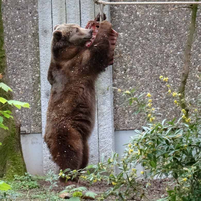 Braunbärin SIDDY mit Fleisch am 23. April 2017 auf der Außenanlage im Zoologischen Garten Wuppertal