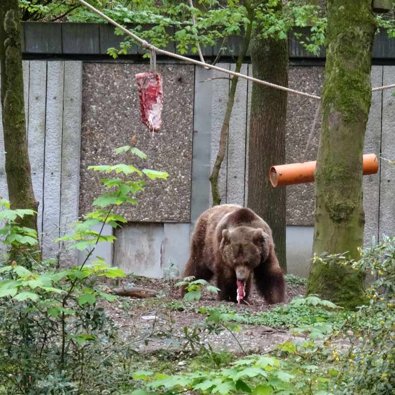 Braunbärin SIDDY mit Fleisch am 23. April 2017 auf der Außenanlage im Wuppertaler Zoo