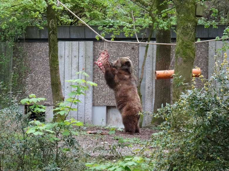 Braunbärin SIDDY mit Fleisch am 23. April 2017 auf der Außenanlage im Grünen Zoo Wuppertal