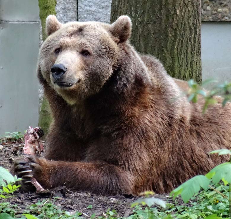 Braunbärin SIDDY am 5. Mai 2017 im Wuppertaler Zoo