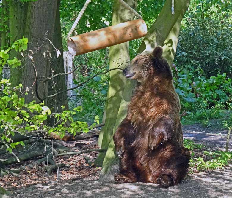 Braunbärin SIDDY am 6. Mai 2017 im Grünen Zoo Wuppertal